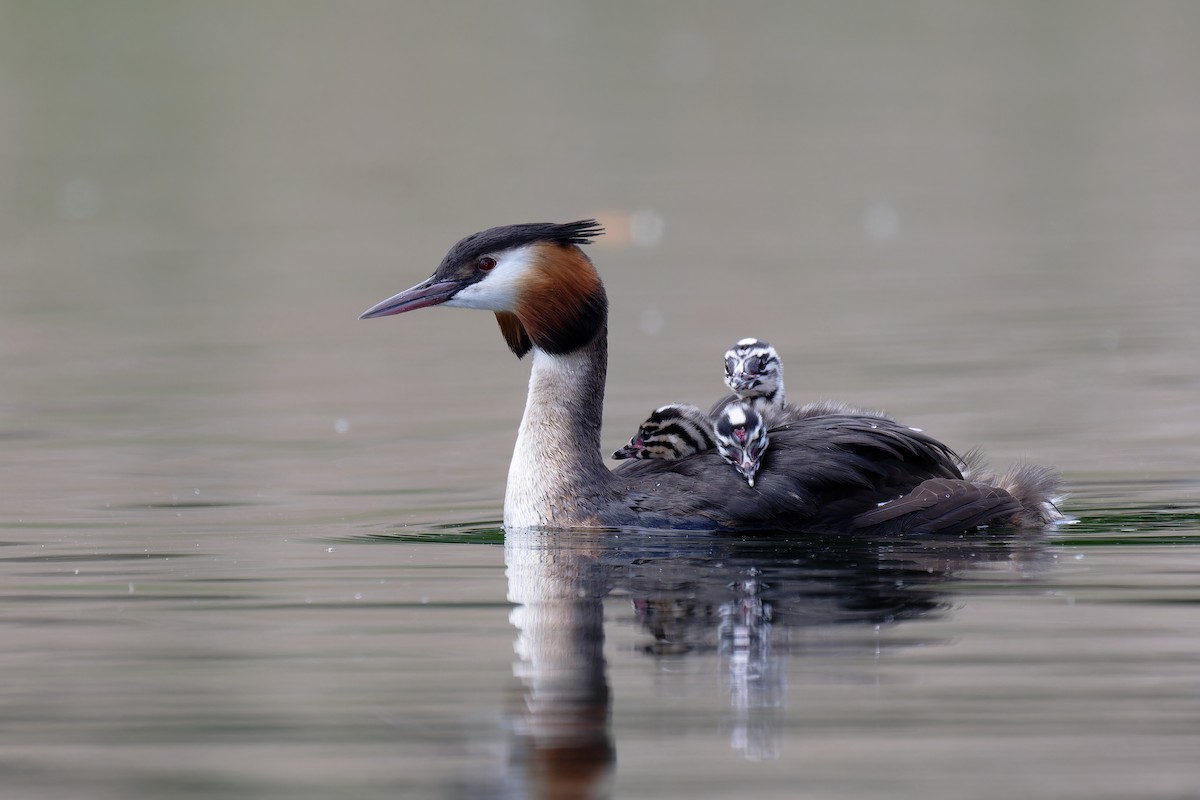 Great Crested Grebe - ML618487819