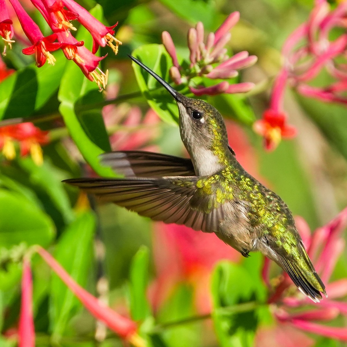 Ruby-throated Hummingbird - TJ Byrd