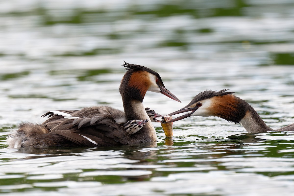 Great Crested Grebe - ML618487847