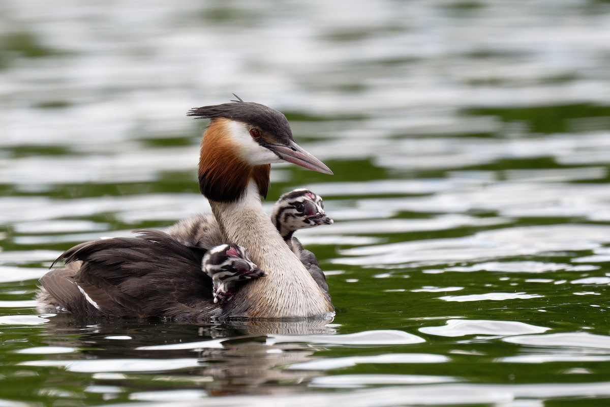 Great Crested Grebe - ML618487856