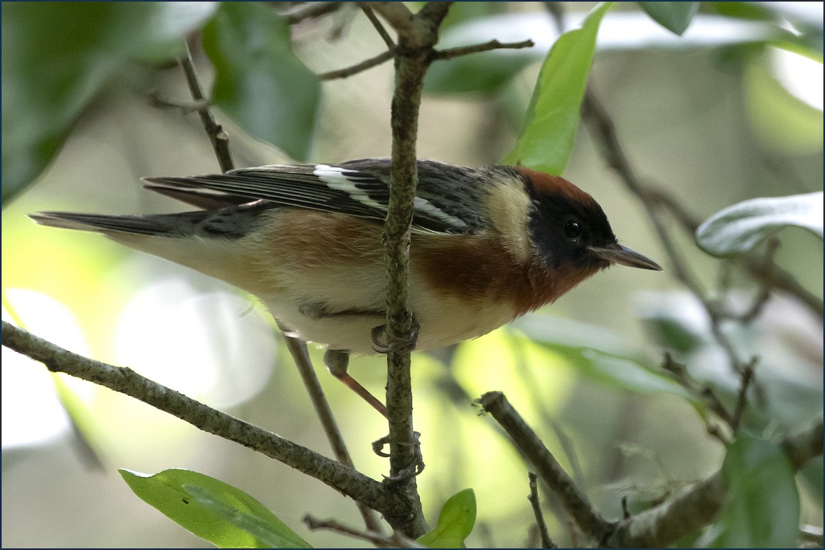 Bay-breasted Warbler - ML618487866