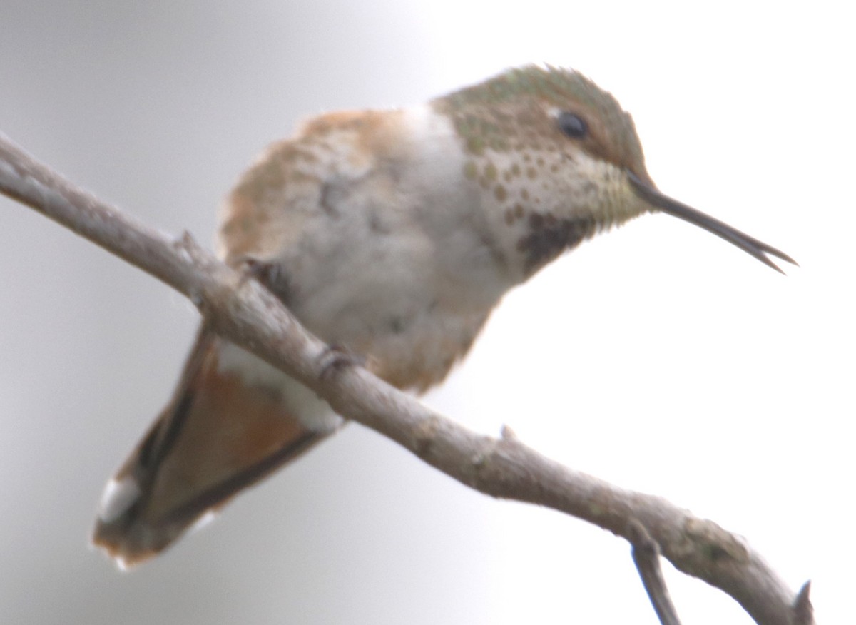 Allen's Hummingbird - ML618487875