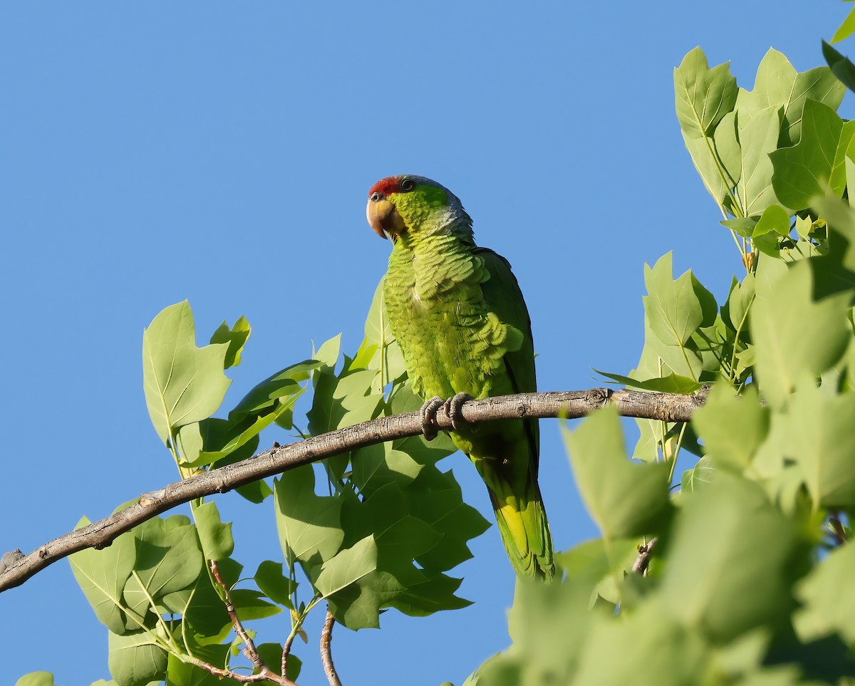 Lilac-crowned Parrot - ML618487886
