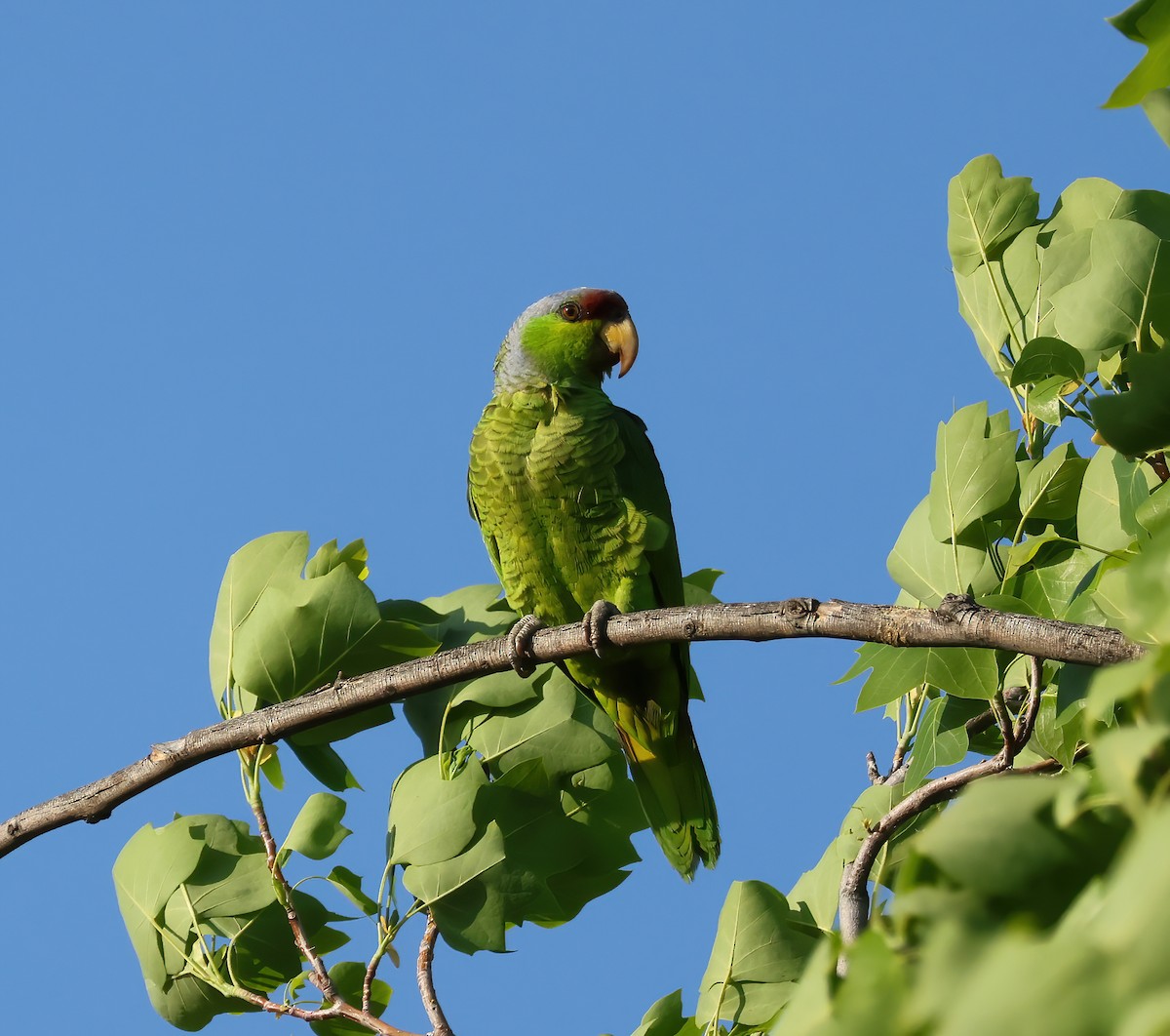 Lilac-crowned Parrot - ML618487887