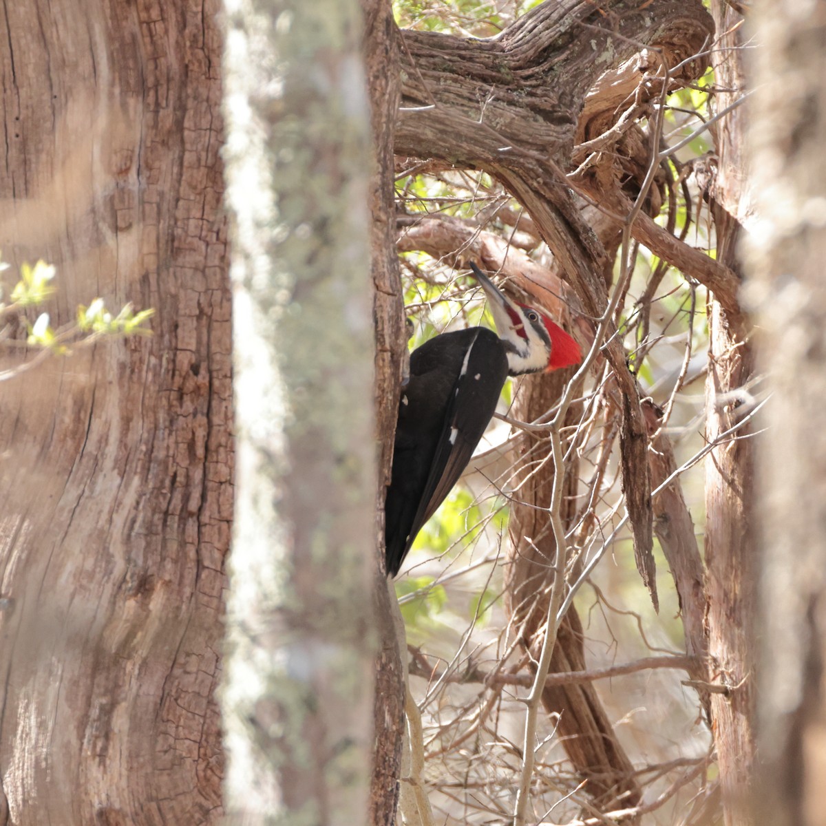 Pileated Woodpecker - ML618487924
