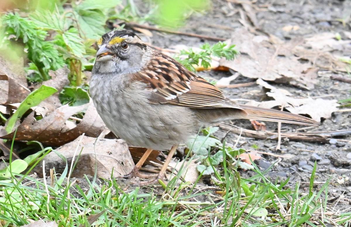 White-throated Sparrow - ML618487981