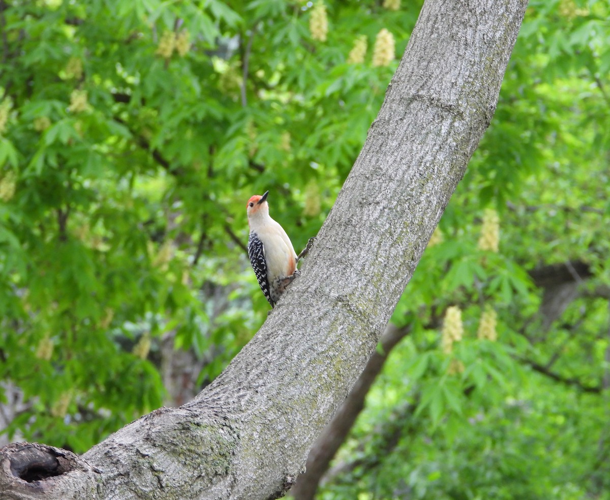 Red-bellied Woodpecker - ML618488009