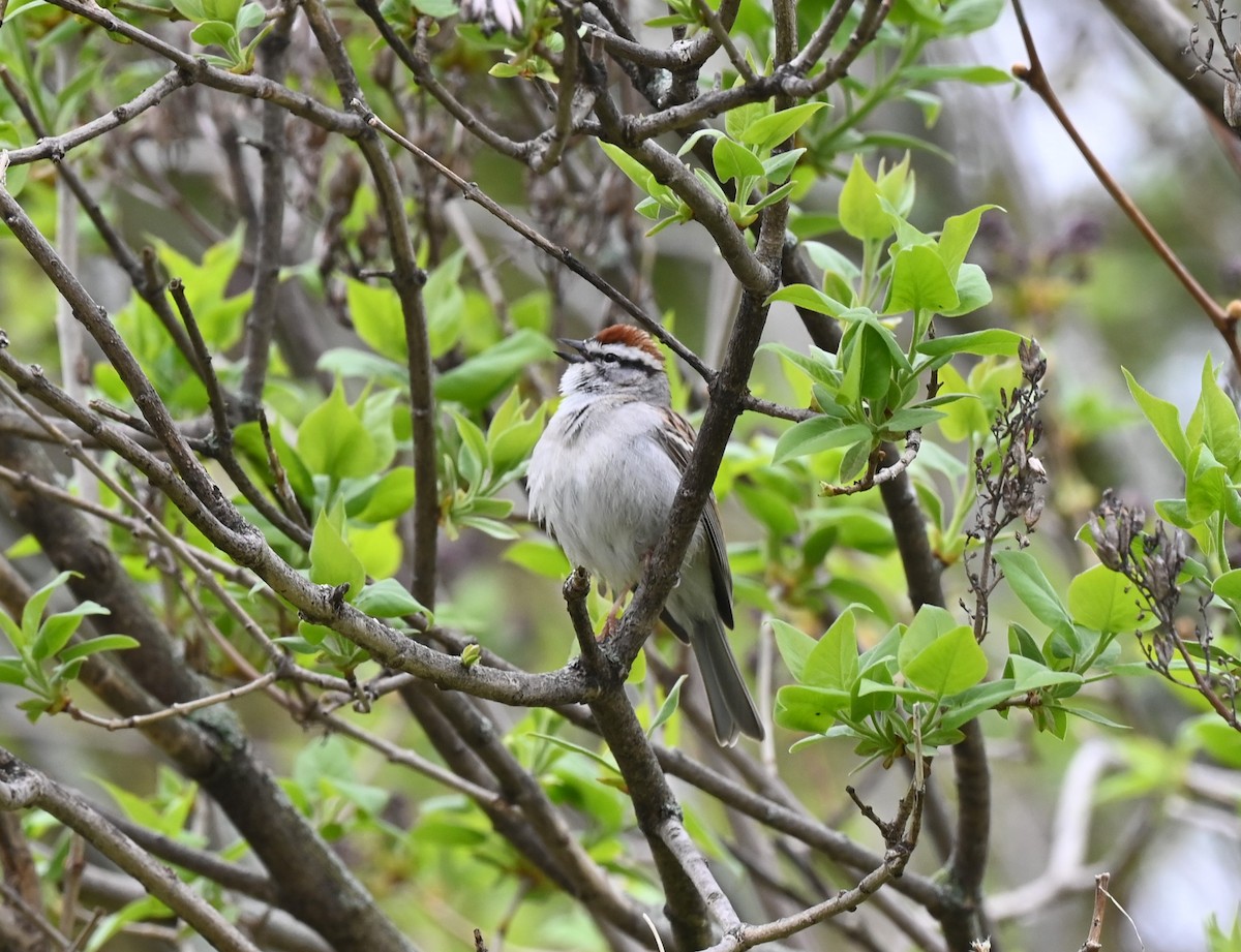 Chipping Sparrow - ML618488099