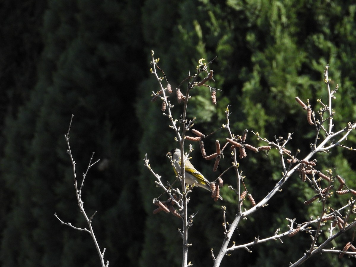 Lawrence's Goldfinch - ML618488142
