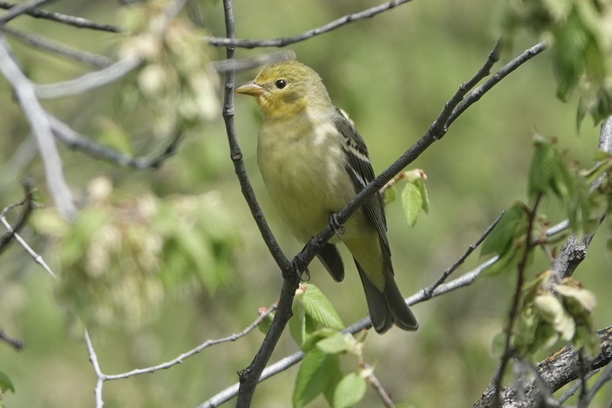Western Tanager - ML618488151