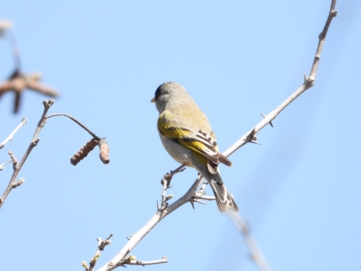 Lawrence's Goldfinch - ML618488194