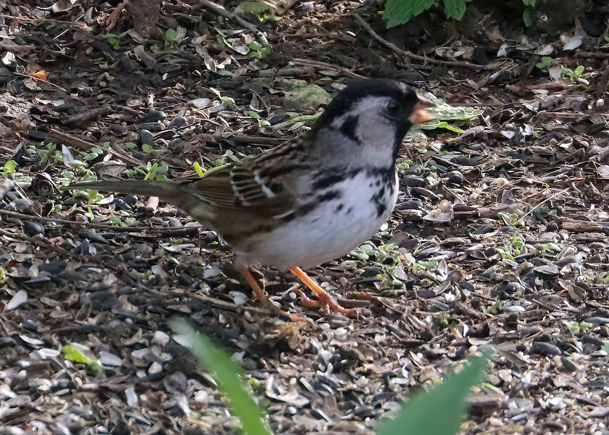 Harris's Sparrow - ML618488234