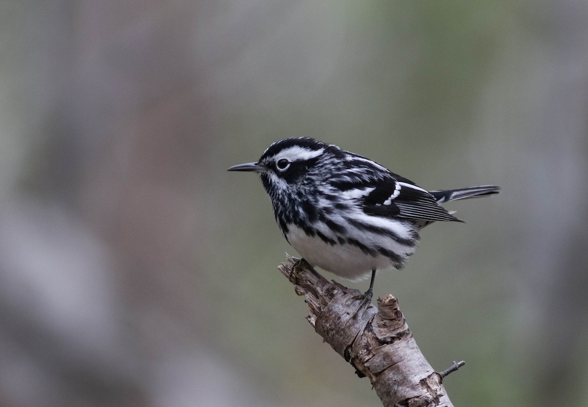 Black-and-white Warbler - ML618488242