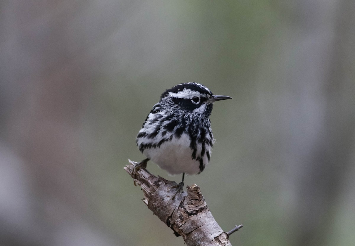 Black-and-white Warbler - ML618488243