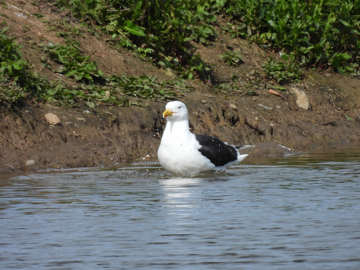 Great Black-backed Gull - George Watola