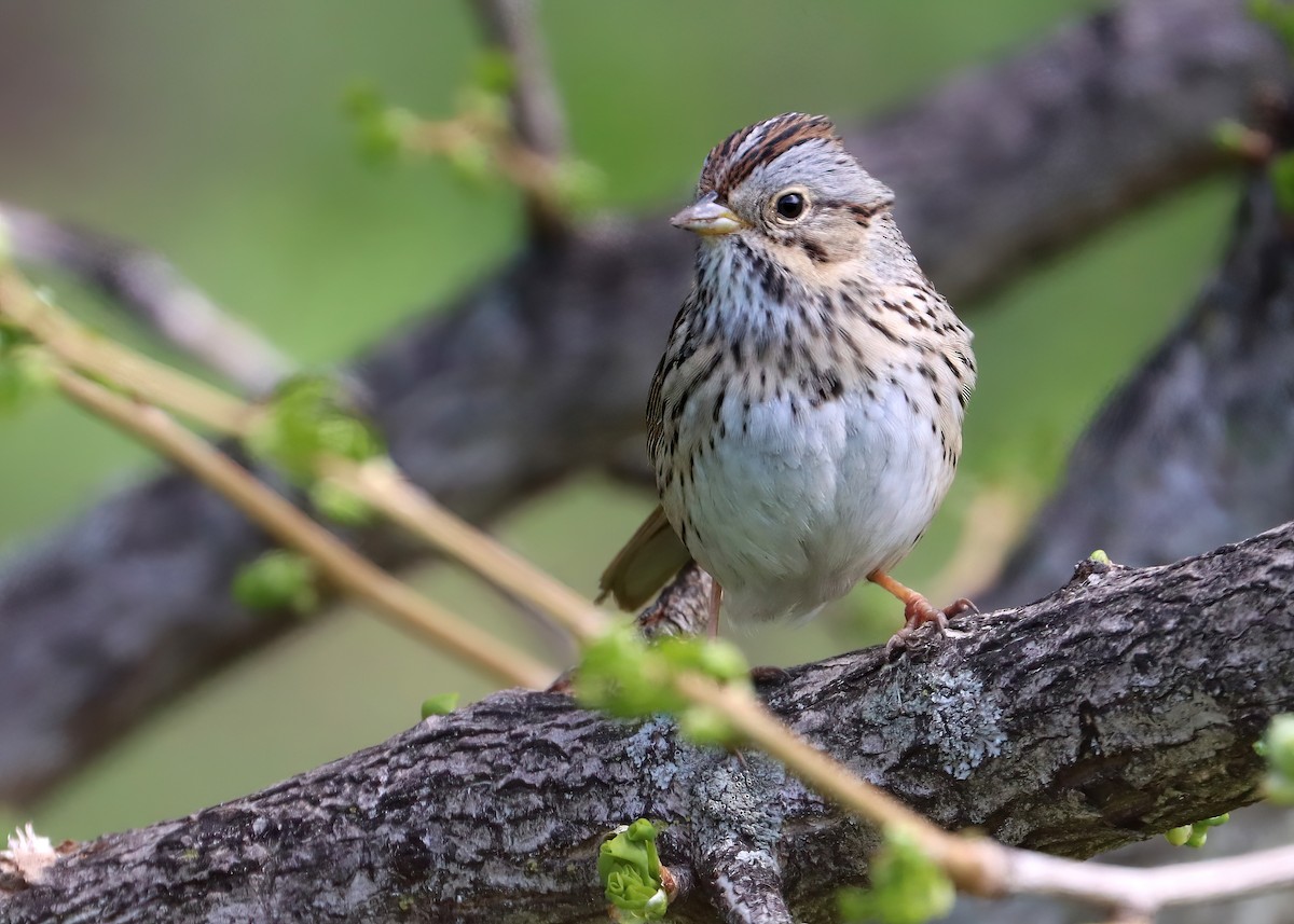 Lincoln's Sparrow - Gary and Jan Small