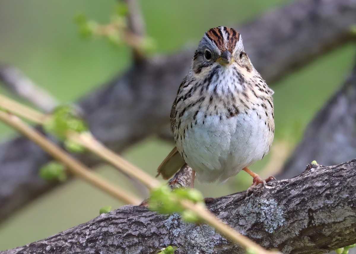 Lincoln's Sparrow - Gary and Jan Small
