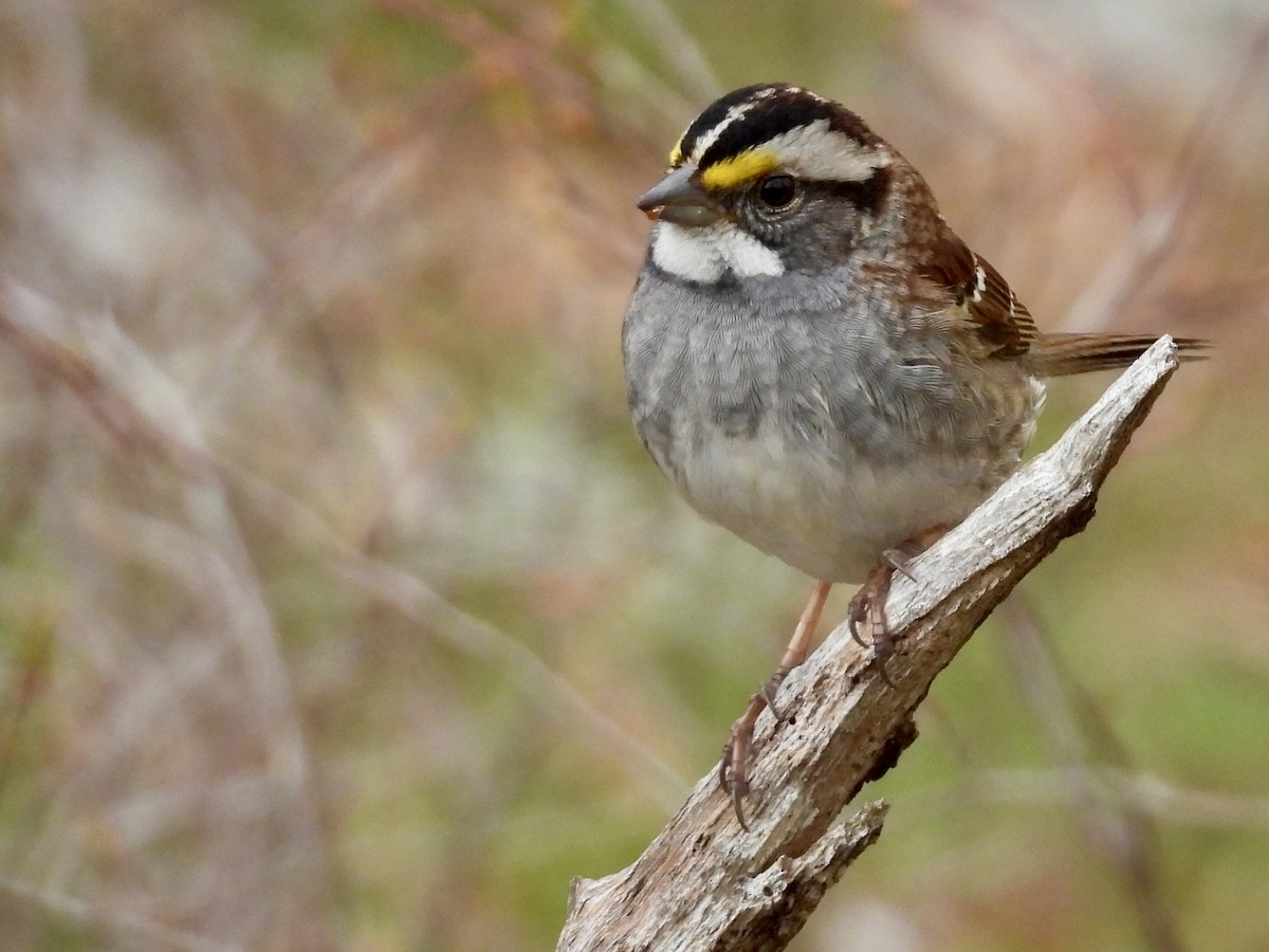 White-throated Sparrow - ML618488261