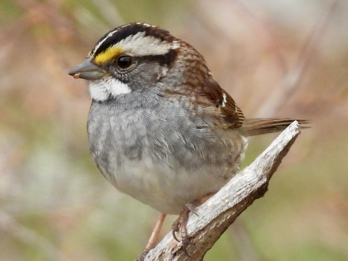 White-throated Sparrow - ML618488262