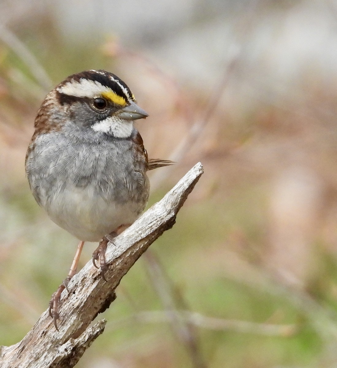White-throated Sparrow - ML618488263
