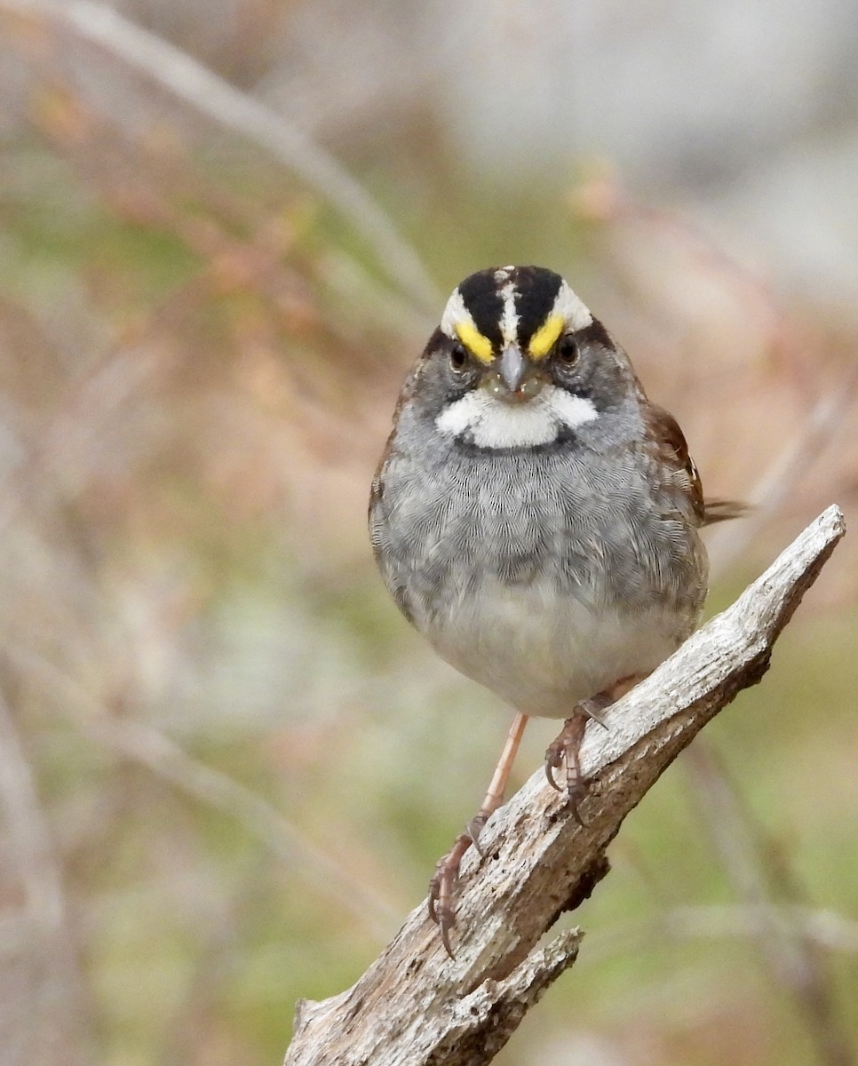 White-throated Sparrow - ML618488264