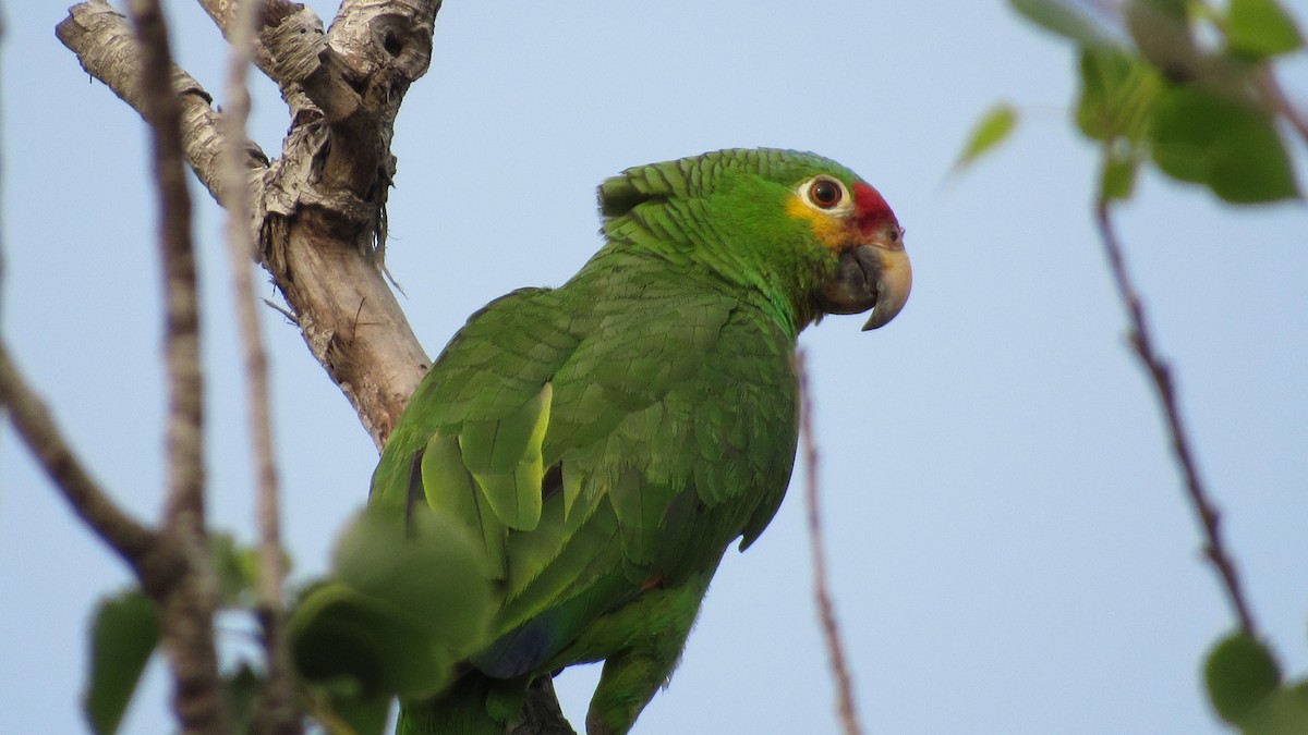 Red-lored Parrot - ML618488267