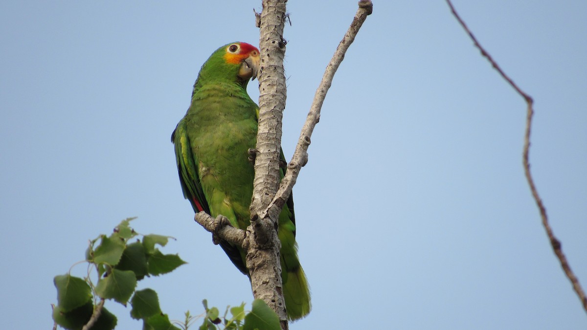 Red-lored Parrot - ML618488286