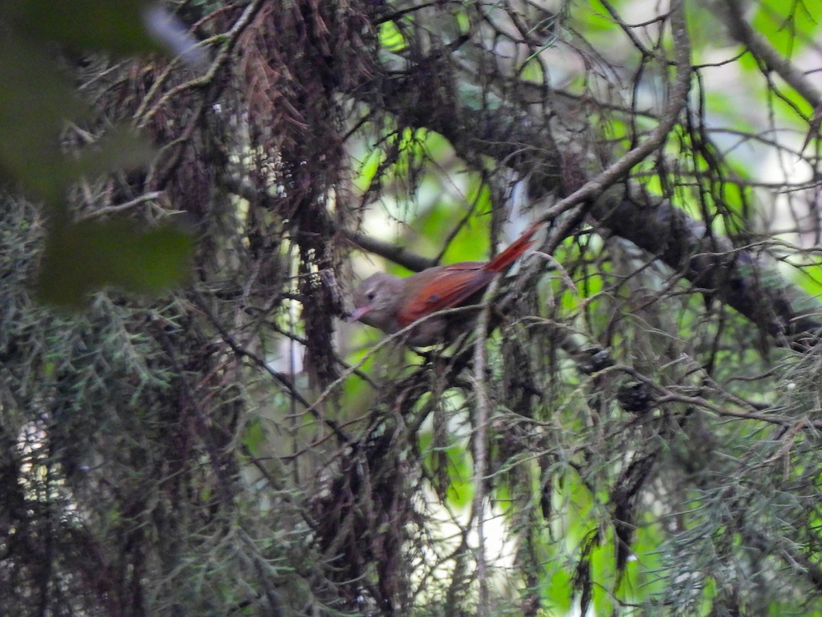 Crested Spinetail - ML618488313