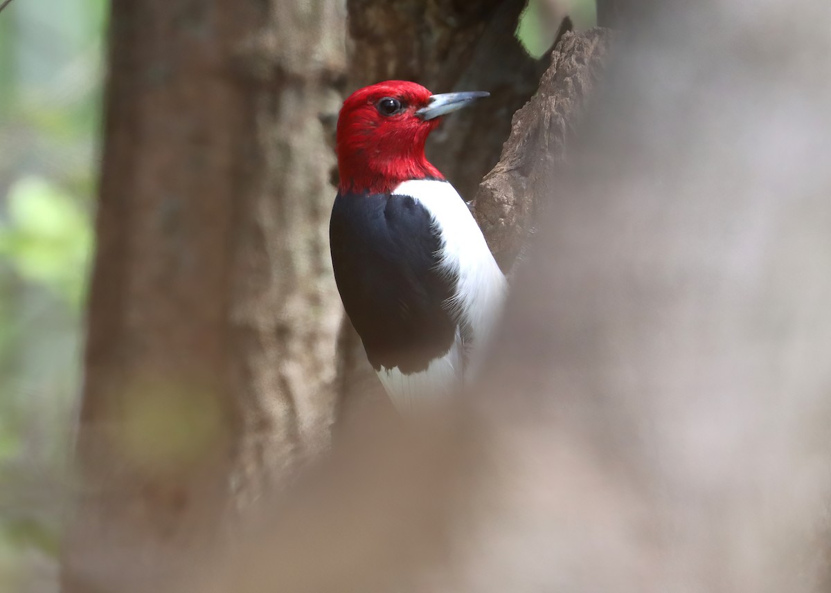 Red-headed Woodpecker - ML618488314