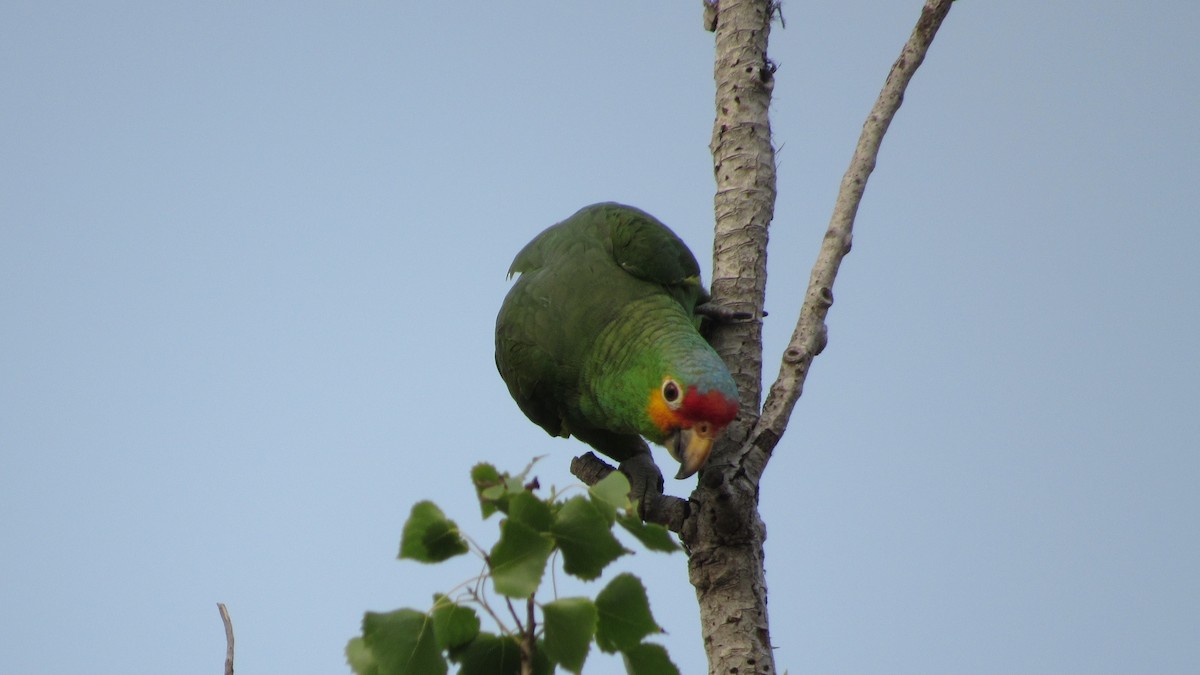 Red-lored Parrot - ML618488336