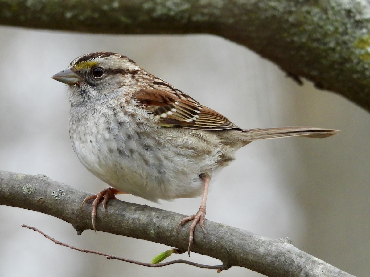 White-throated Sparrow - ML618488337