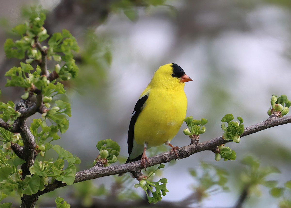 American Goldfinch - Gary and Jan Small