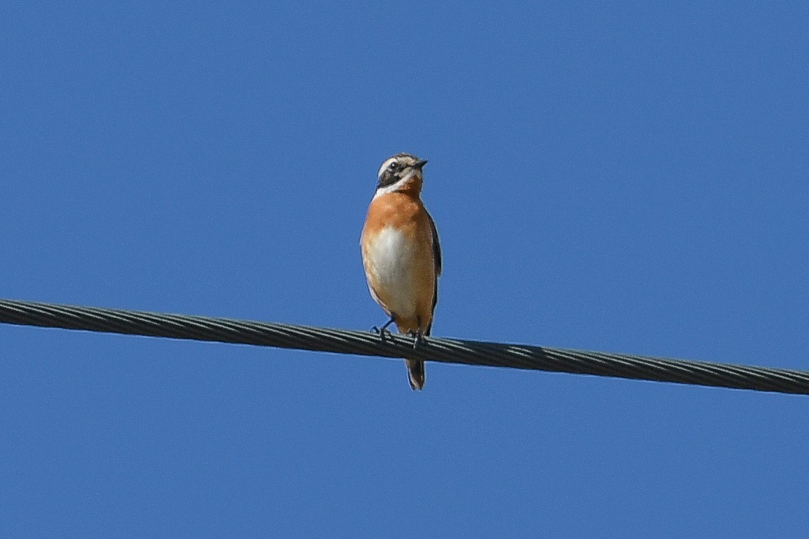 Whinchat - ML618488401