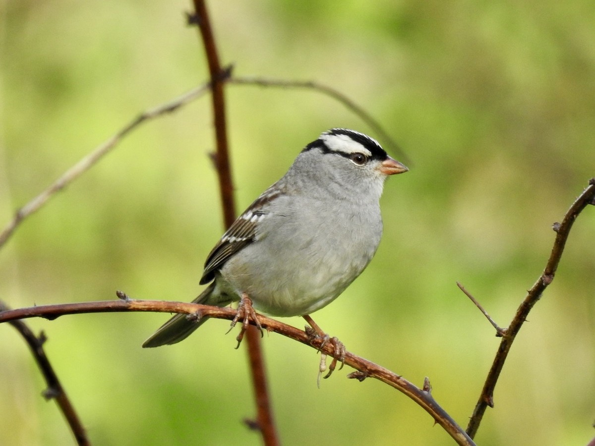 White-crowned Sparrow - ML618488411