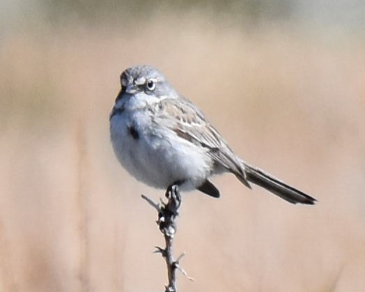 Sagebrush/Bell's Sparrow (Sage Sparrow) - ML618488421