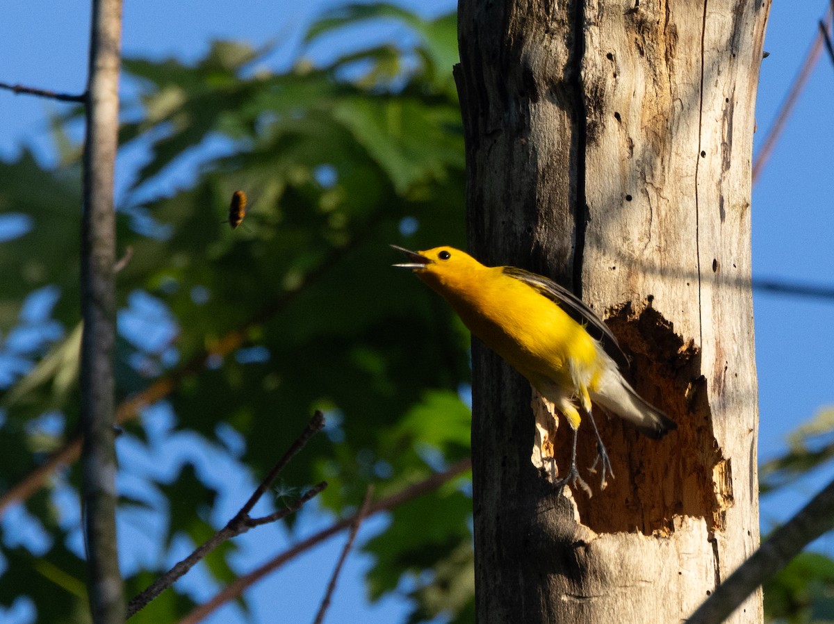 Prothonotary Warbler - ML618488441