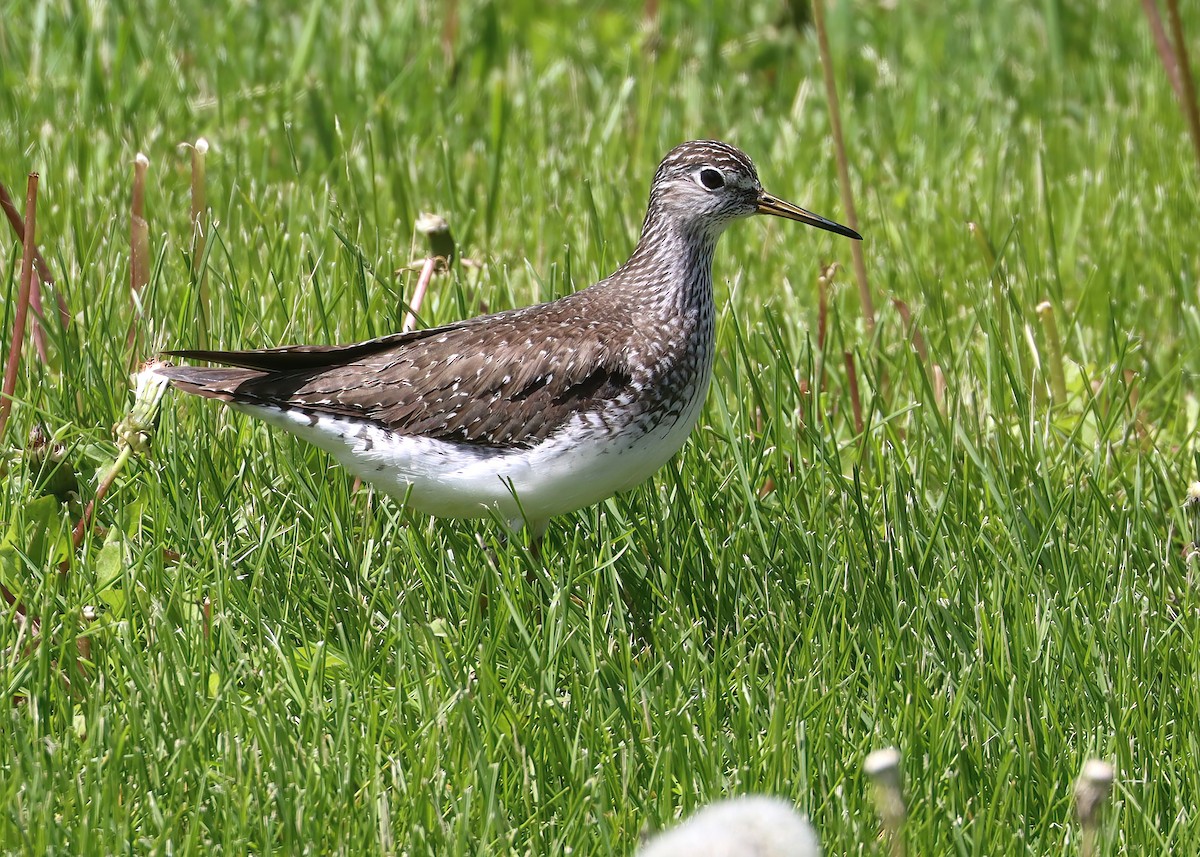 Solitary Sandpiper - Gary and Jan Small