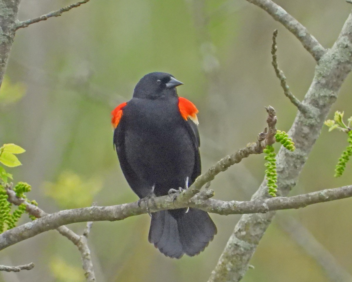 Red-winged Blackbird - ML618488474
