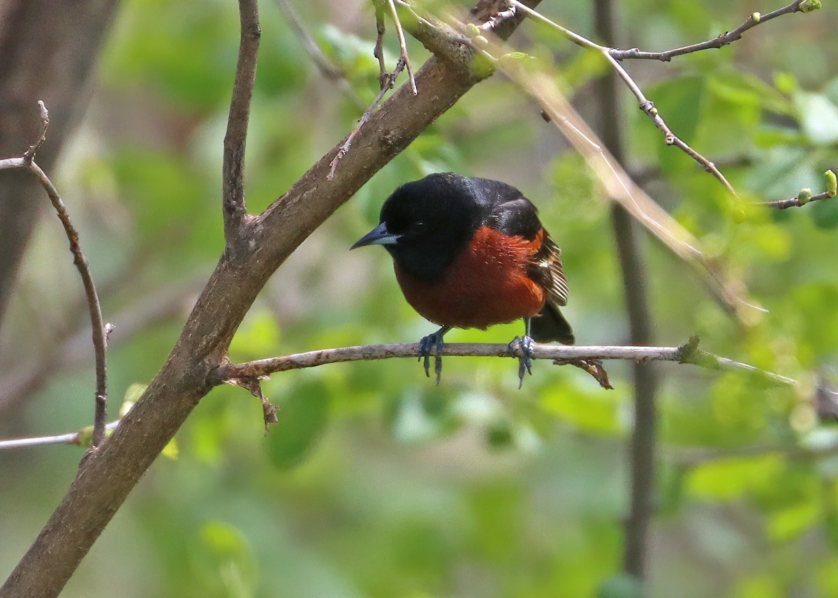 Orchard Oriole - ML618488488