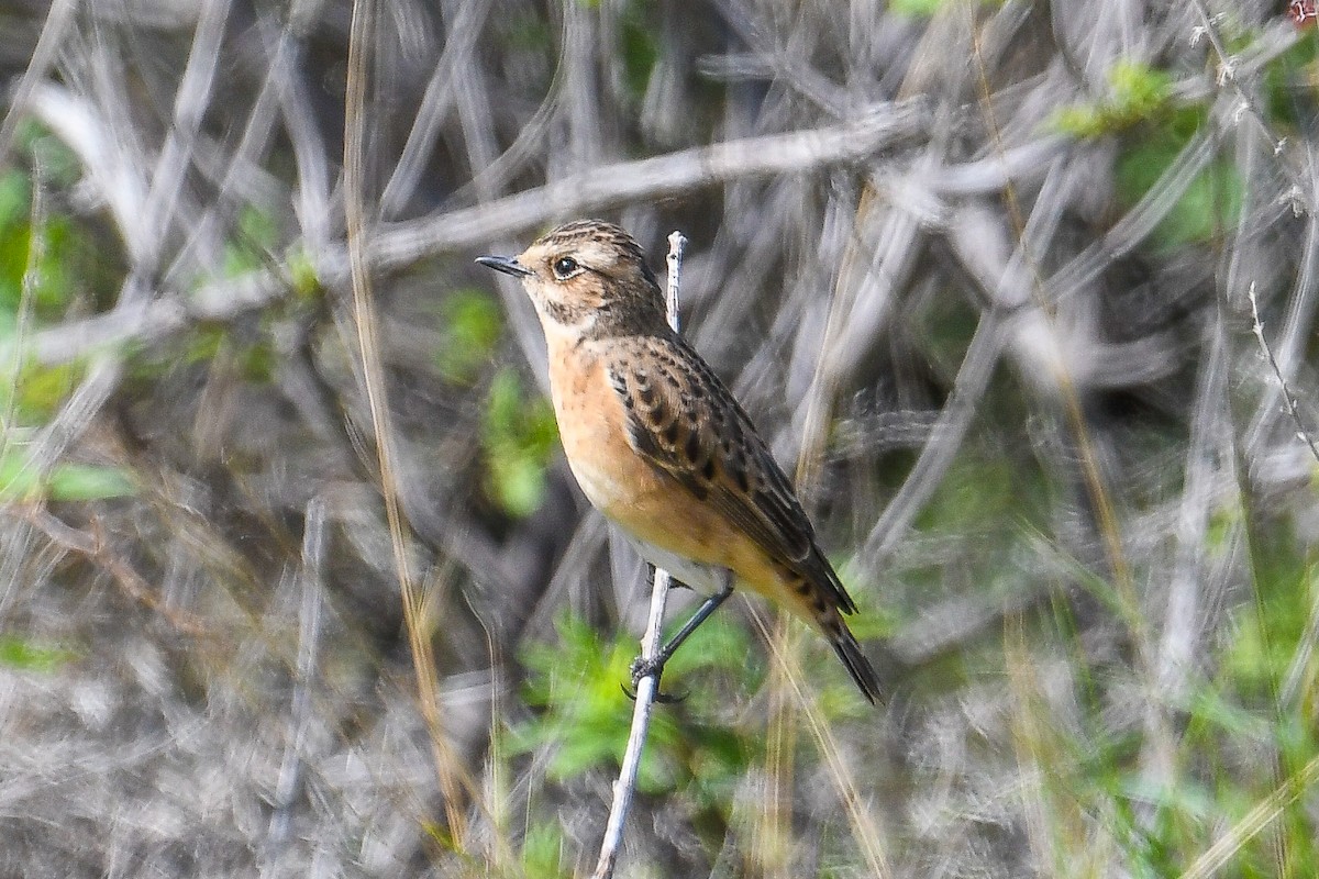 Whinchat - ML618488564