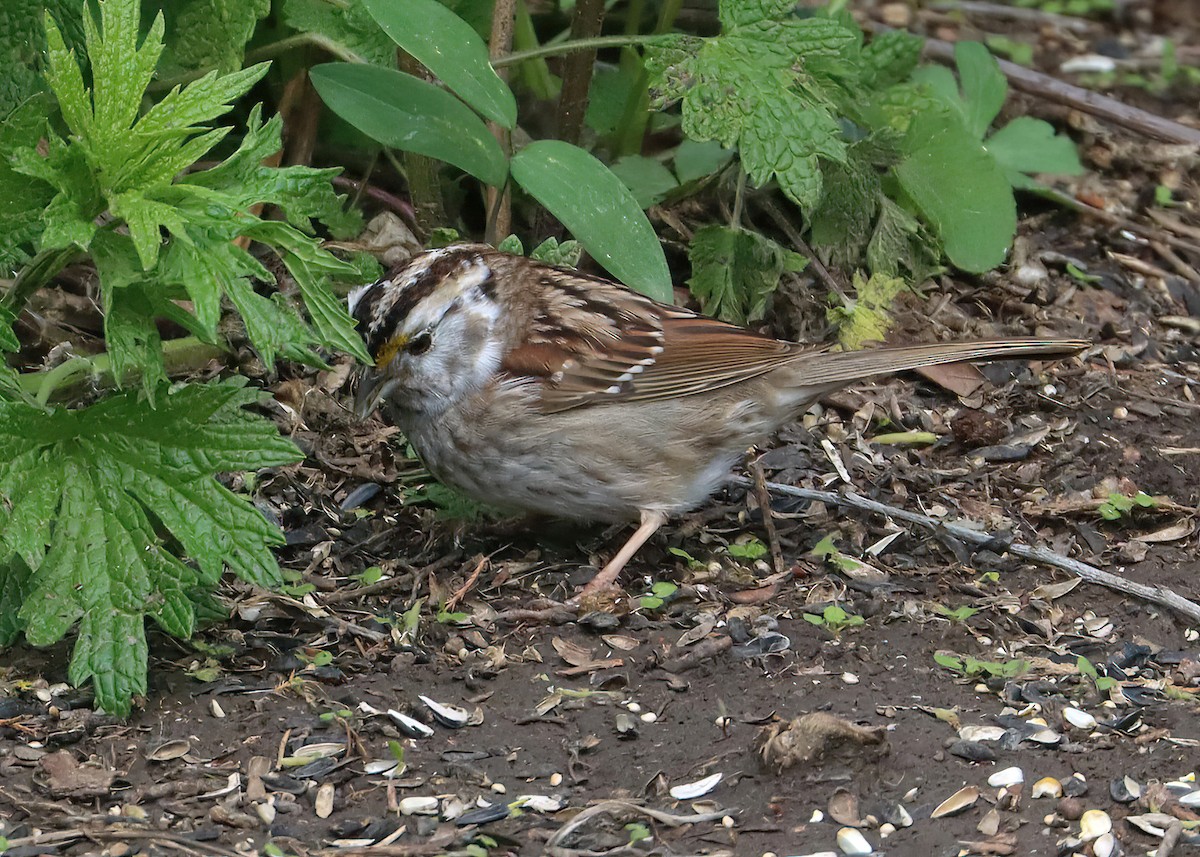 White-throated Sparrow - ML618488565