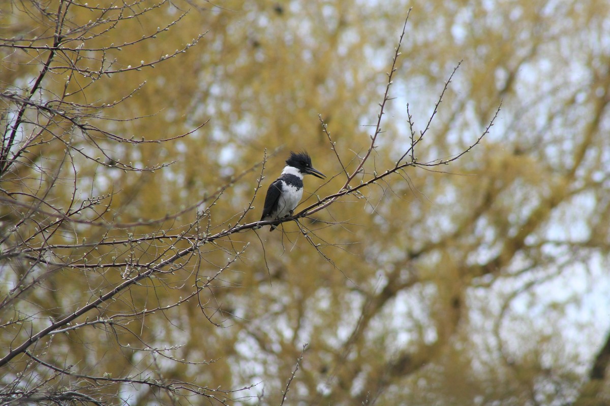 Belted Kingfisher - ML618488619