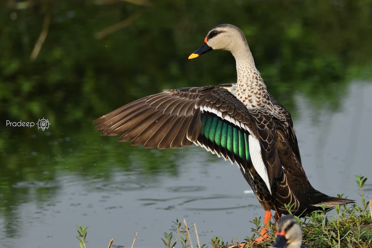 Indian Spot-billed Duck - Pradeep Choudhary