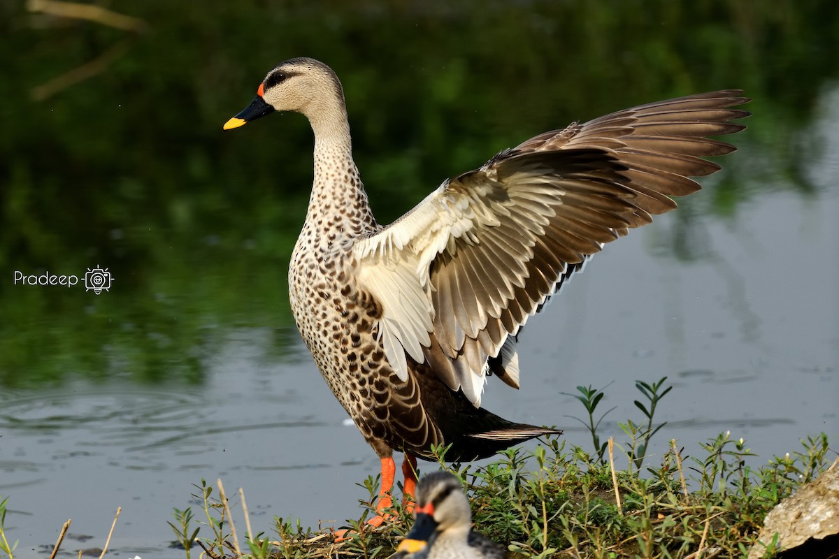 Indian Spot-billed Duck - ML618488665