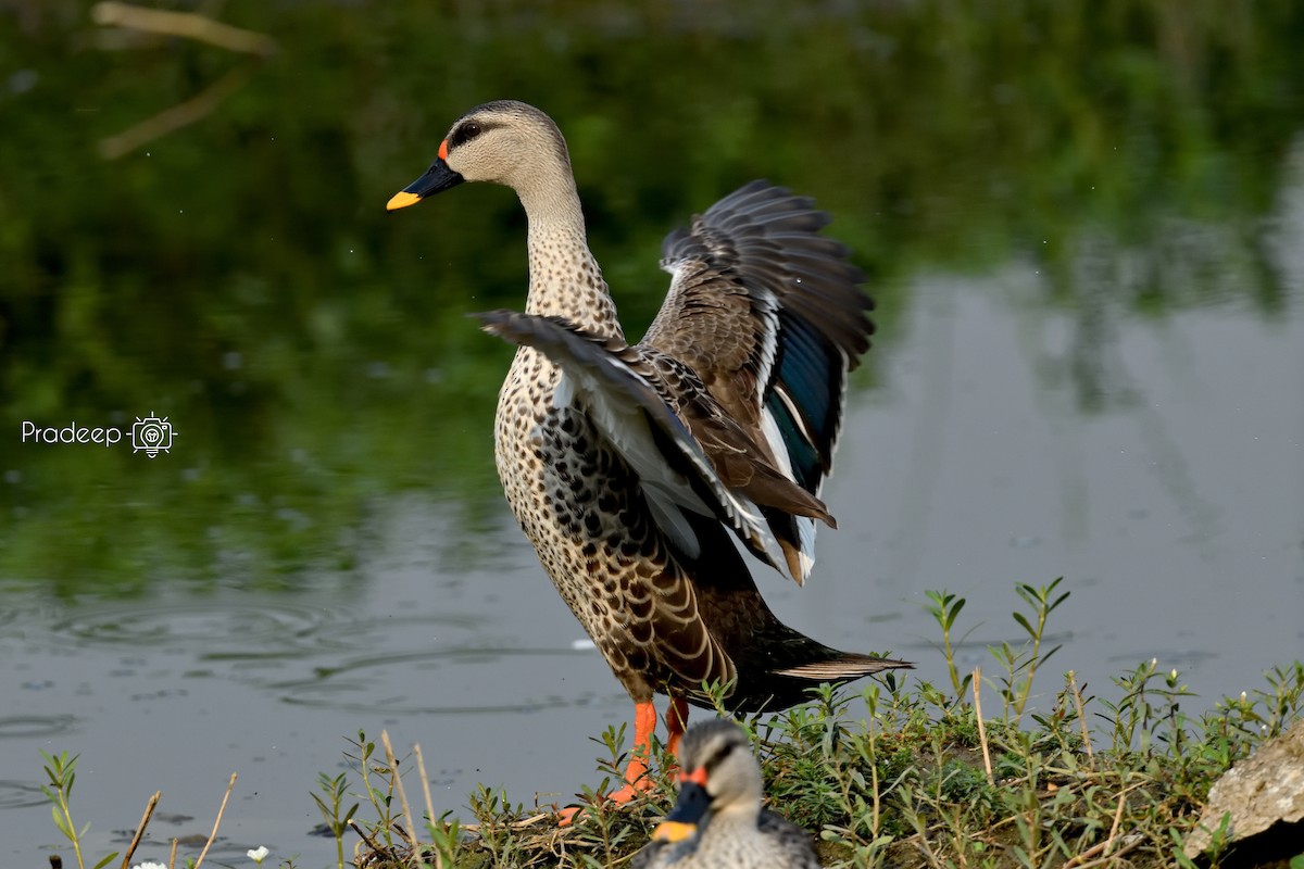 Indian Spot-billed Duck - ML618488666