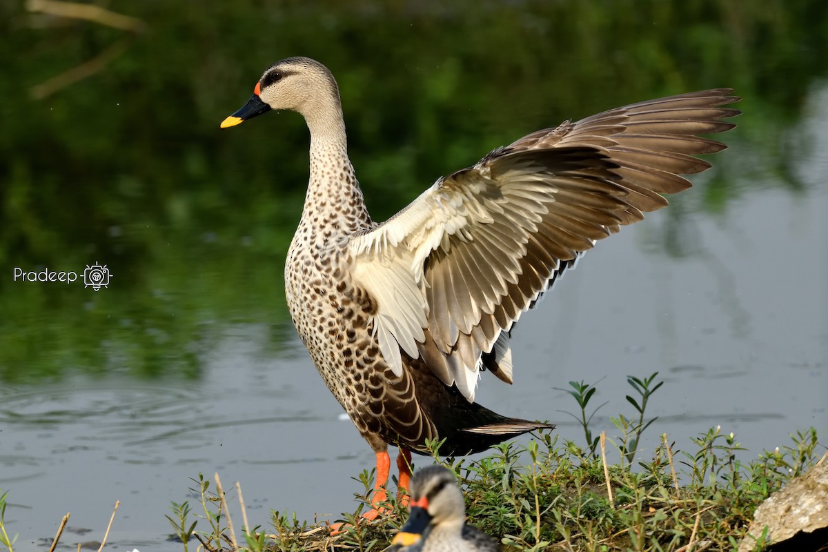 Indian Spot-billed Duck - ML618488669