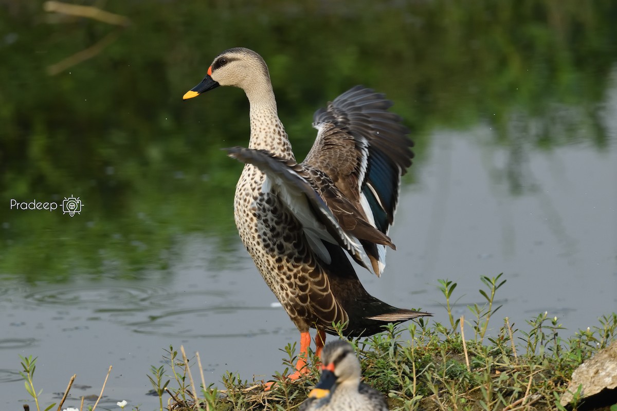 Indian Spot-billed Duck - ML618488670