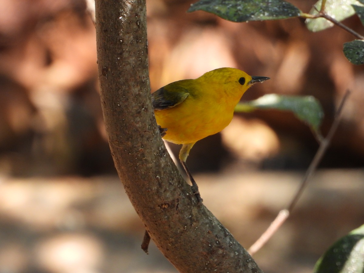Prothonotary Warbler - ML618488675