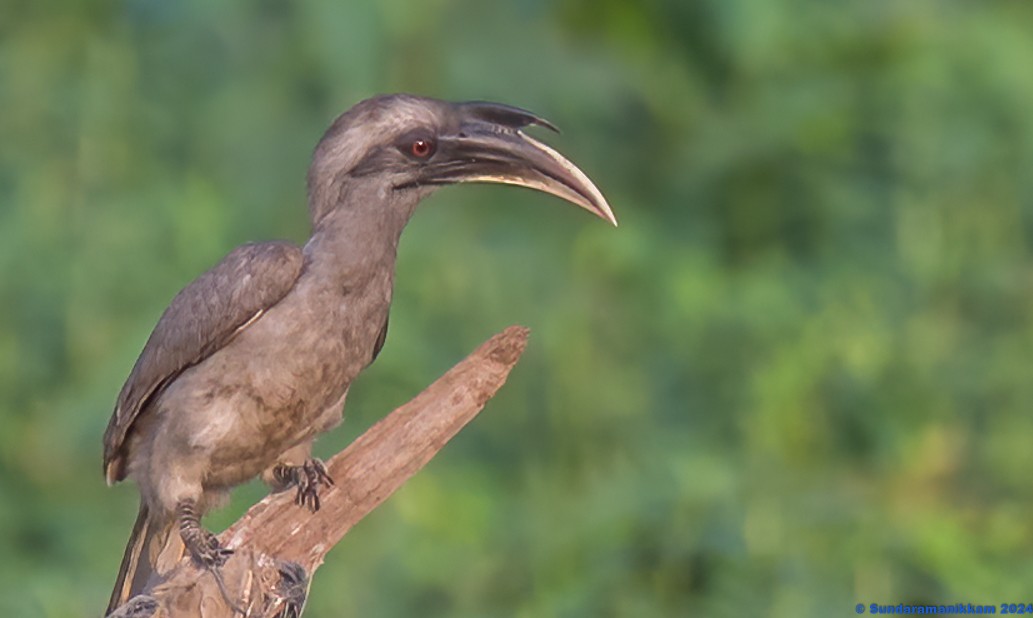Indian Gray Hornbill - ML618488720