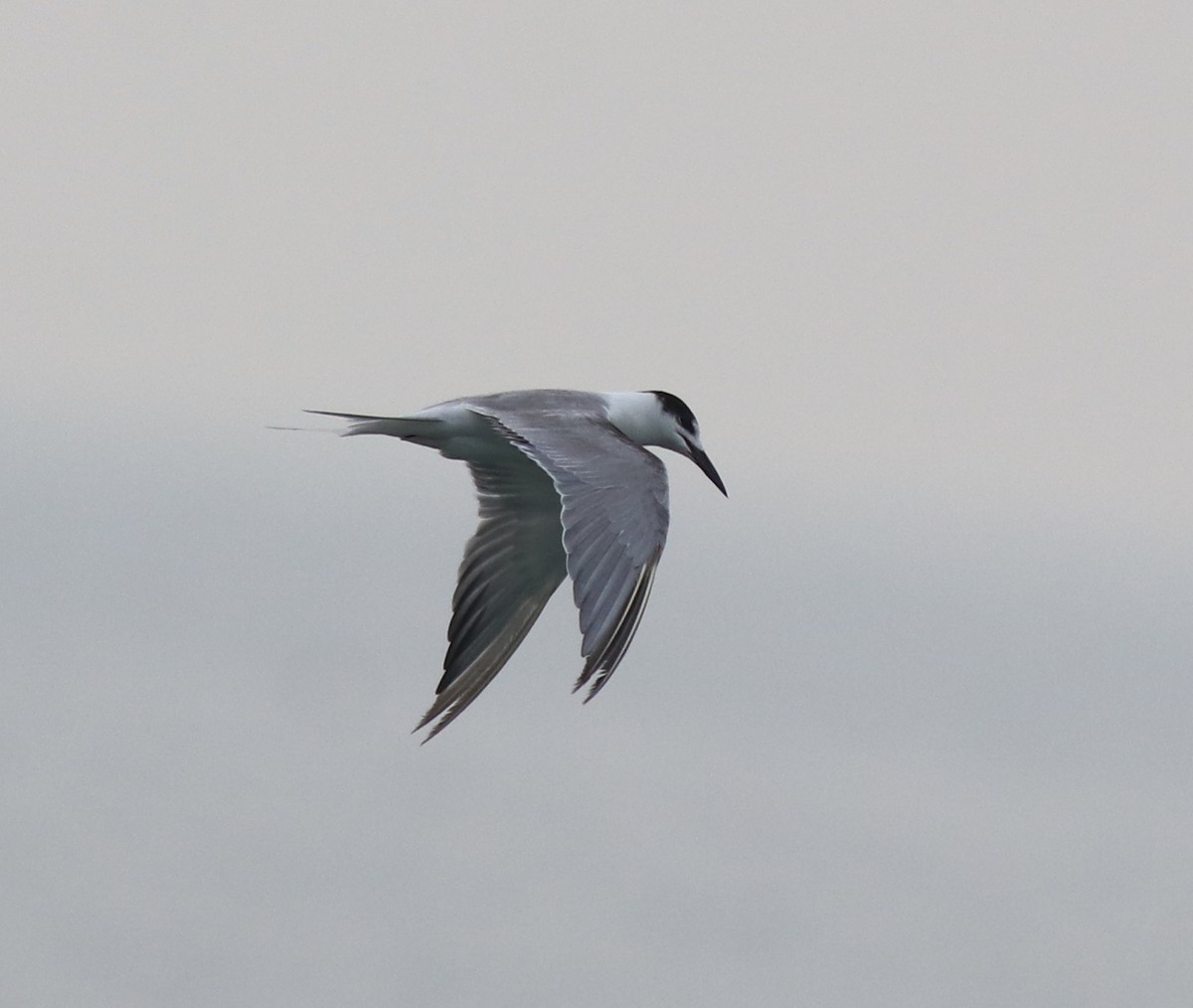 Great Crested Tern - ML618488746